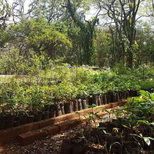 Imagem da notícia Horto Florestal Municipal: doação de quase 5 mil mudas em 2019