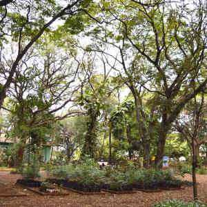 Imagem da notícia Horto Florestal Municipal: doação de quase 5 mil mudas em 2019