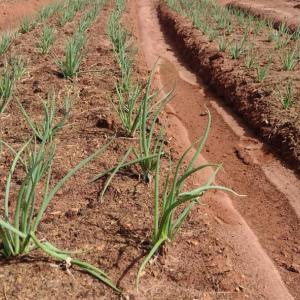 Imagem da notícia FREI GALVÃO AGORA TEM HORTA MUNICIPAL