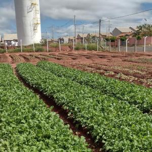 Imagem da notícia FREI GALVÃO AGORA TEM HORTA MUNICIPAL