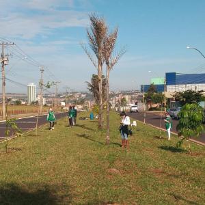 Imagem da notícia ÁRVORES SÃO PLANTADAS EM CANTEIRO DA JOÃO FRANCESCHI