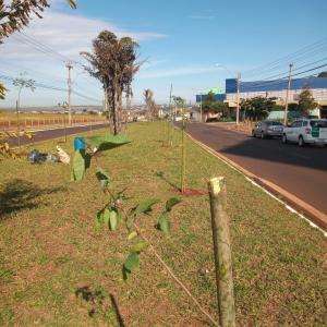 Imagem da notícia ÁRVORES SÃO PLANTADAS EM CANTEIRO DA JOÃO FRANCESCHI