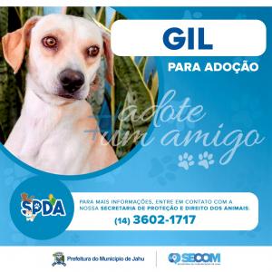 Imagem da notícia Animais para adoção
