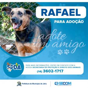 Imagem da notícia Animais para adoção