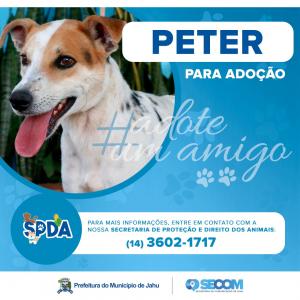 Imagem da notícia Animais para adoção