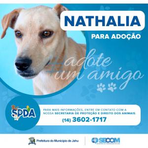 Imagem da notícia Animais para adoção
