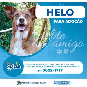 Imagem da notícia Animais para adoção