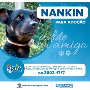 Imagem da notícia Animais para adoção