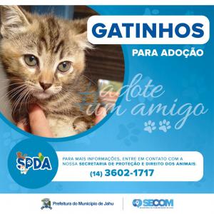 Imagem da notícia Adote um amigo