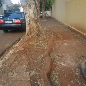 Imagem da notícia ÁRVORES COM RISCO DE QUEDA SÃO CORTADAS NA LOURENÇO PRADO