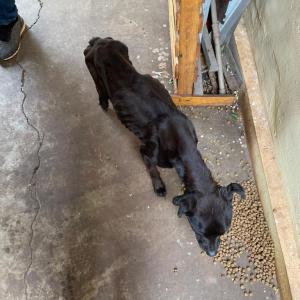 Imagem da notícia ANIMAL APRESENTANDO MAGREZA EXTREMA É RESGATADO