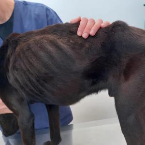 Imagem da notícia ANIMAL APRESENTANDO MAGREZA EXTREMA É RESGATADO