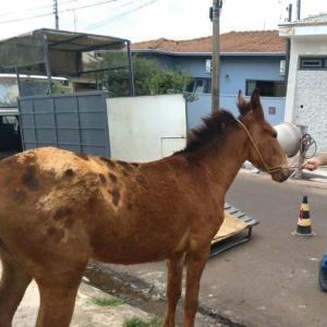 Imagem da notícia MULA E BURRO SÃO RESGATADOS DA RUA
