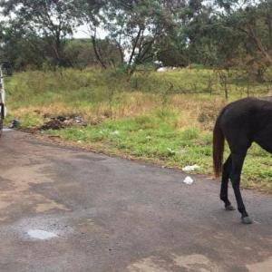 Imagem da notícia PREFEITURA INICIA APREENSÃO DE ANIMAIS  