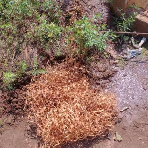 Imagem da notícia MARGENS DO LAGO DO SILVÉRIO PASSAM POR LIMPEZA