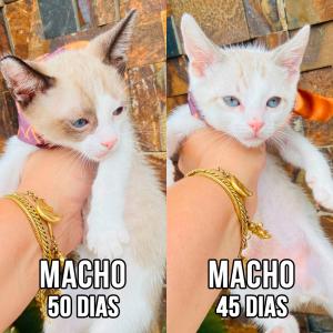 Imagem da notícia GATINHOS SUPER FOFOS PARA ADOÇÃO RESPONSÁVEL