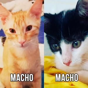 Imagem da notícia GATINHOS SUPER FOFOS PARA ADOÇÃO RESPONSÁVEL