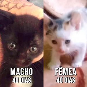 Imagem da notícia GATINHOS SUPER FOFOS PARA ADOÇÃO RESPONSÁVEL