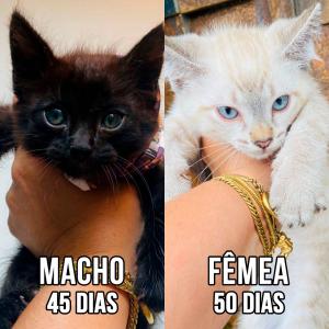 Imagem da notícia GATINHOS SUPER FOFOS PARA ADOÇÃO RESPONSÁVEL