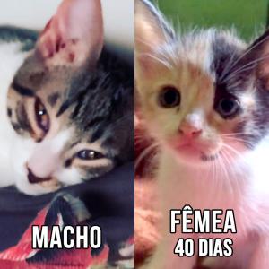 Imagem da notícia GATINHOS SUPER FOFOS PARA ADOÇÃO RESPONSÁVEL