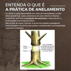 Imagem da notícia ANELAMENTO É CRIME AMBIENTAL