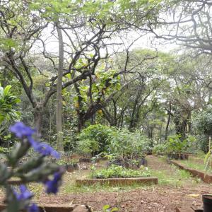 Imagem da notícia Projeto Menor Aprendiz (CIEE) visita Horto Florestal Municipal em comemoração ao dia Mundial do Meio Ambiente