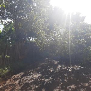 Imagem da notícia ÁRVORE É RETIRADA APÓS CAIR E OBSTRUIR VIA