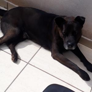 Imagem da notícia PASTOR BELGA MALINOIS E MESTIÇO DE CHOW-CHOW PARA ADOAÇÃO RESPONSÁVEL
