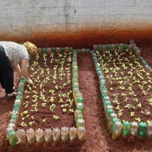 Imagem da notícia CAPS UTILIZA CULTIVO DE HORTALIÇAS COMO TERAPIA ALTERNATIVA
