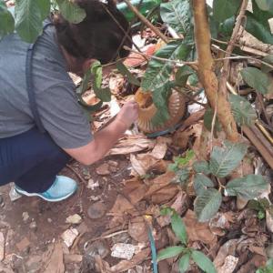 Imagem da notícia CONTROLE DE CRIADOUROS DO AEDES AEGYPTI