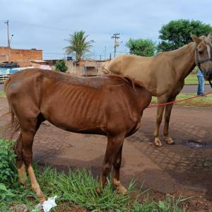 Imagem da notícia ANIMAIS EM SITUAÇÃO DE RISCO SÃO APREENDIDOS