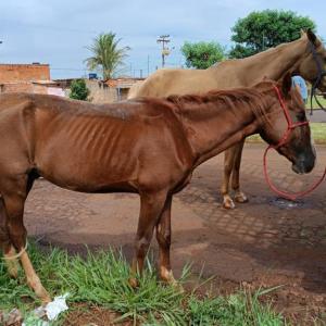 Imagem da notícia ANIMAIS EM SITUAÇÃO DE RISCO SÃO APREENDIDOS