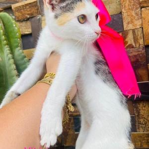 Imagem da notícia GATINHOS 'BEBÊS' PARA ADOÇÃO ESPECIAL