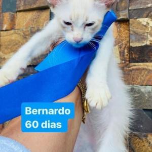 Imagem da notícia GATINHOS PARA ADOÇÃO RESPONSÁVEL