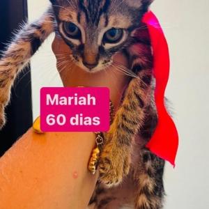 Imagem da notícia GATINHOS PARA ADOÇÃO RESPONSÁVEL
