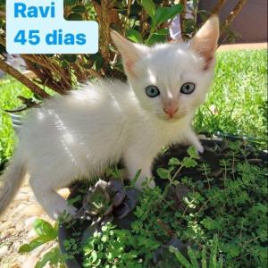 Imagem da notícia GATINHOS DISPONÍVEIS PARA ADOÇÃO RESPONSÁVEL