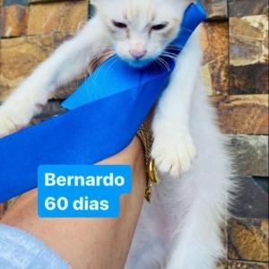 Imagem da notícia GATINHOS DISPONÍVEIS PARA ADOÇÃO RESPONSÁVEL