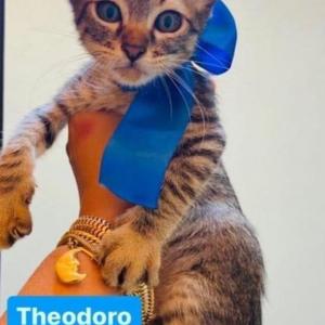Imagem da notícia GATINHOS DISPONÍVEIS PARA ADOÇÃO RESPONSÁVEL