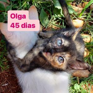 Imagem da notícia GATINHOS DISPONÍVEIS PARA ADOÇÃO RESPONSÁVEL