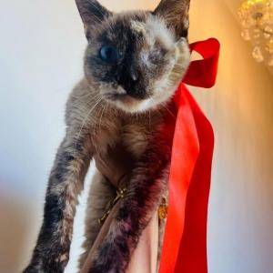 Imagem da notícia GATINHA PARA ADOÇÃO RESPONSÁVEL E ESPECIAL