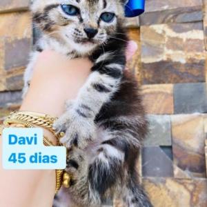 Imagem da notícia GATINHOS FILHOTES PARA ADOÇÃO RESPONSÁVEL