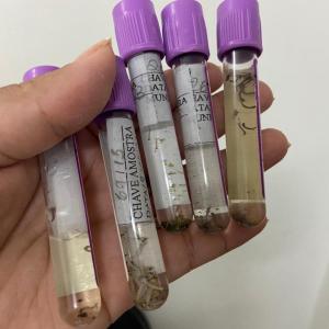 Imagem da notícia PREVENÇÃO E CONTROLE DA DENGUE