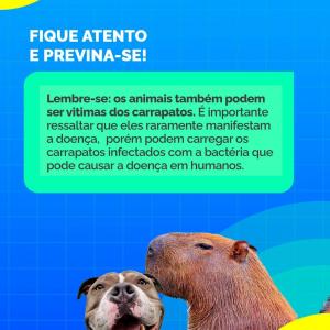 Imagem da notícia ORIENTAÇÕES SOBRE FEBRE MACULOSA