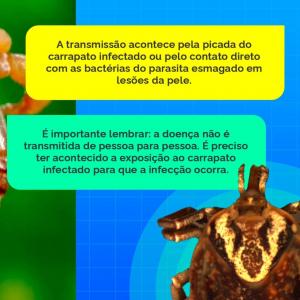 Imagem da notícia ORIENTAÇÕES SOBRE FEBRE MACULOSA