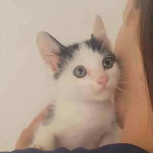 Imagem da notícia GATINHOS PARA ADOÇÃO