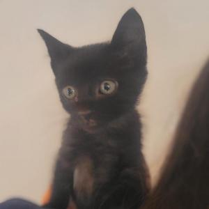 Imagem da notícia GATINHOS PARA ADOÇÃO