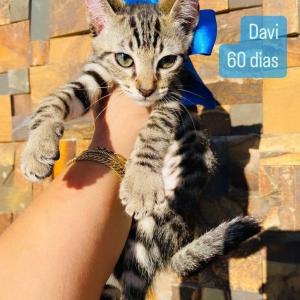 Imagem da notícia GATINHOS PARA ADOÇÃO RESPONSÁVEL