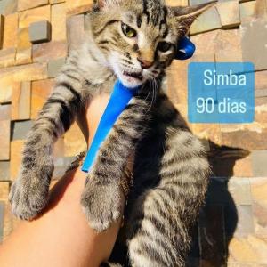 Imagem da notícia GATINHOS PARA ADOÇÃO RESPONSÁVEL
