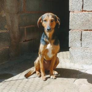 Imagem da notícia EM UM ÚNICO DIA 5 ANIMAIS SÃO RESGATADOS APÓS ABANDONO