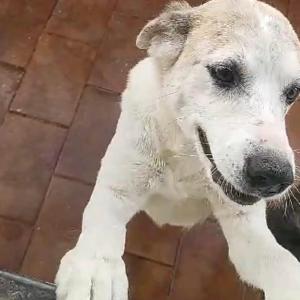 Imagem da notícia EM UM ÚNICO DIA 5 ANIMAIS SÃO RESGATADOS APÓS ABANDONO